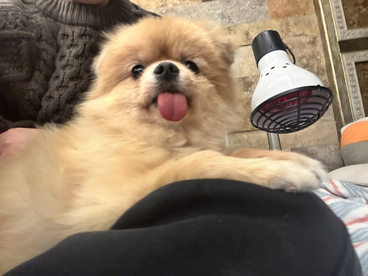 예쁜 얼굴로 무릎 강아지 하는 중