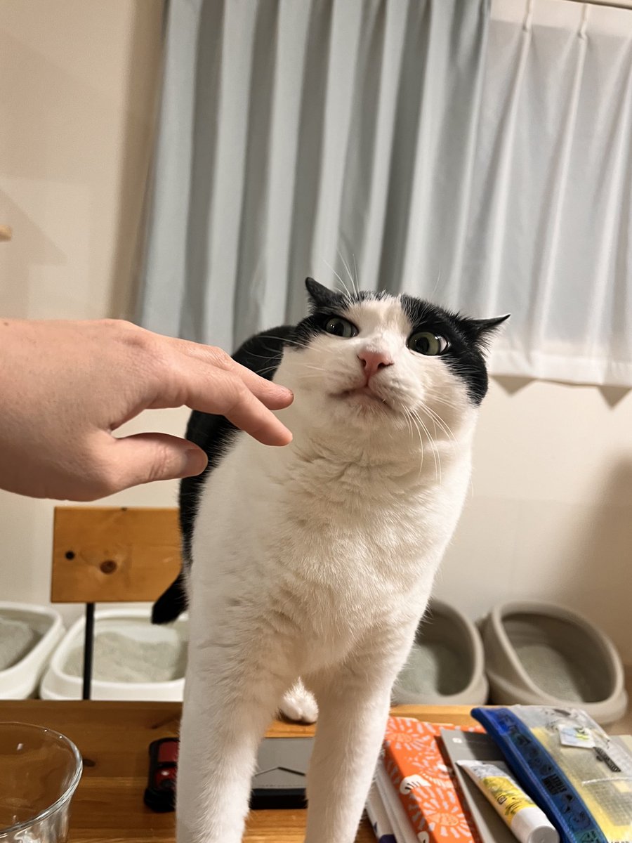 CHORU_P's tweet image. なでよけ