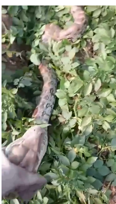 bstvlive's tweet photo. हाथरस : खेत में 12 फिट लंब��� अजगर मिला
➡पुलिस, वन विभाग टीम मौके पर पहुंची
➡अजगर को पकड़कर कीटम झील आगरा भेजा
➡थाना सादाबाद क्षेत्र के बिलारा गांव का मामला
#Hathras #PythonFound #WildlifeRescue @UpfcForest https://t.co/WAK9oVOU20