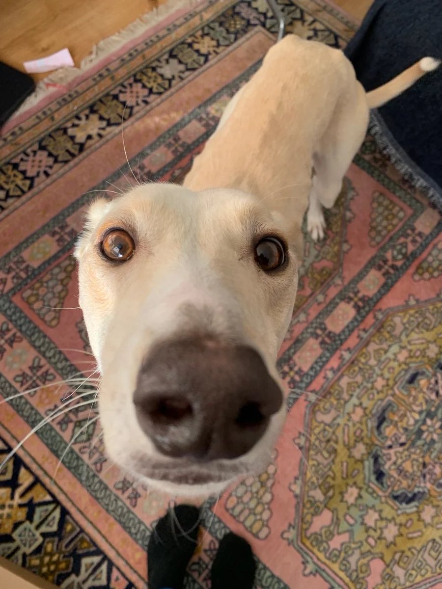 Rufus says hi. 👋 🐾 
This cuddly lad, who is in foster care in London, would be happy soaking up all the attention as an only 🐕. 
He is not high energy - he’s happy with one proper walk &amp; a gentle stroll each day, &amp; plenty of naps. Please go to our website to apply to adopt. 💓
