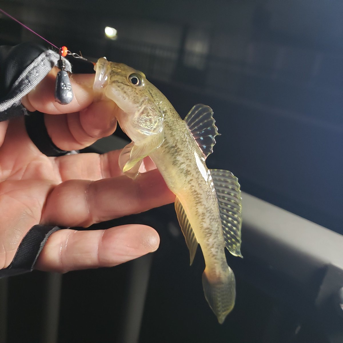 あんパパ (@tanagohazemeba) / Posts / X