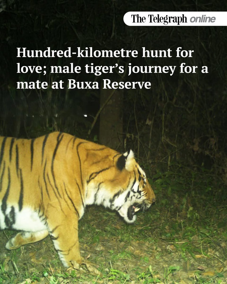 TheIfElse's tweet image. Tiger walked 100km for love,

opposition leaders and public won’t hit streets for country love

who’s the real animal?