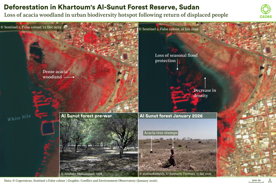 Forests across #Sudan have been devastated by cutting as a coping strategy by people during the war. Sometimes it takes just one - the Al Sunut reserve in #Khartoum - to catch the media's eye 
