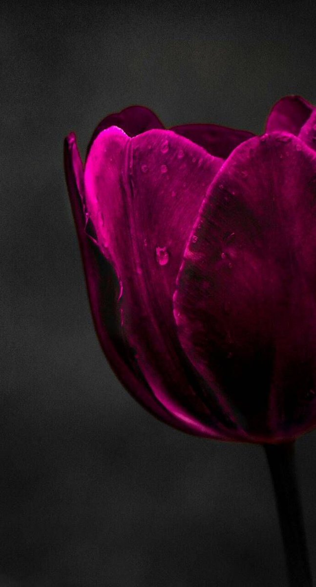 👑 إِنْهَّا فُرَاتْ 🪷 (@furatheaven) on Twitter photo 