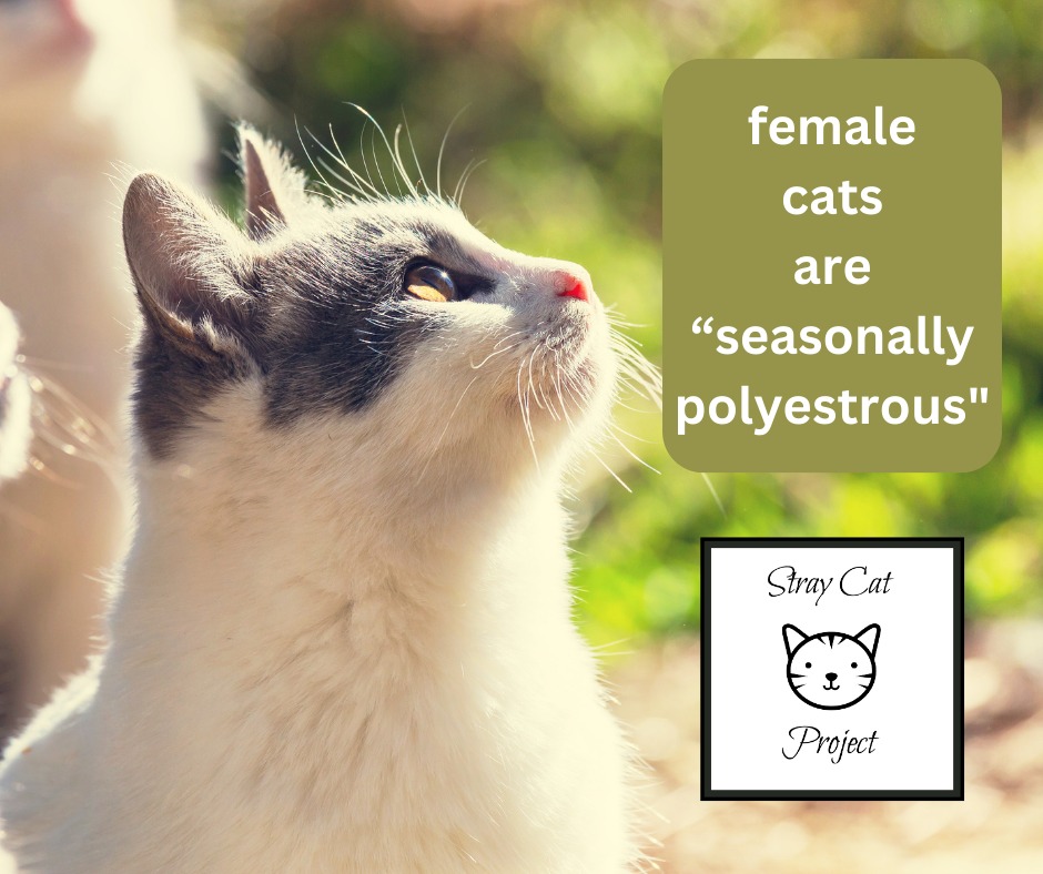 📚 Our BACK TO BASICS SERIES: female cats are “seasonally polyestrous" 🐱
As the amount of daylight begins to increase, their reproductive cycle of intact females kicks into gear. Kitty will continue to go into heat every 1 to 2 weeks until she gets pregnant. Spay that cat!
