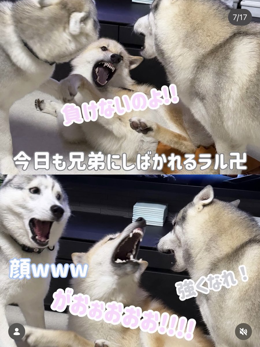 5rose_husky's tweet photo. インスタでした見れないロゼたんがたくさんいます🤟🦋🩵🩵✨ https://t.co/wntWox9FTo