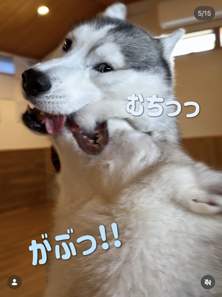 5rose_husky's tweet photo. インスタでした見れないロゼたんがたくさんいます🤟🦋🩵🩵✨ https://t.co/wntWox9FTo