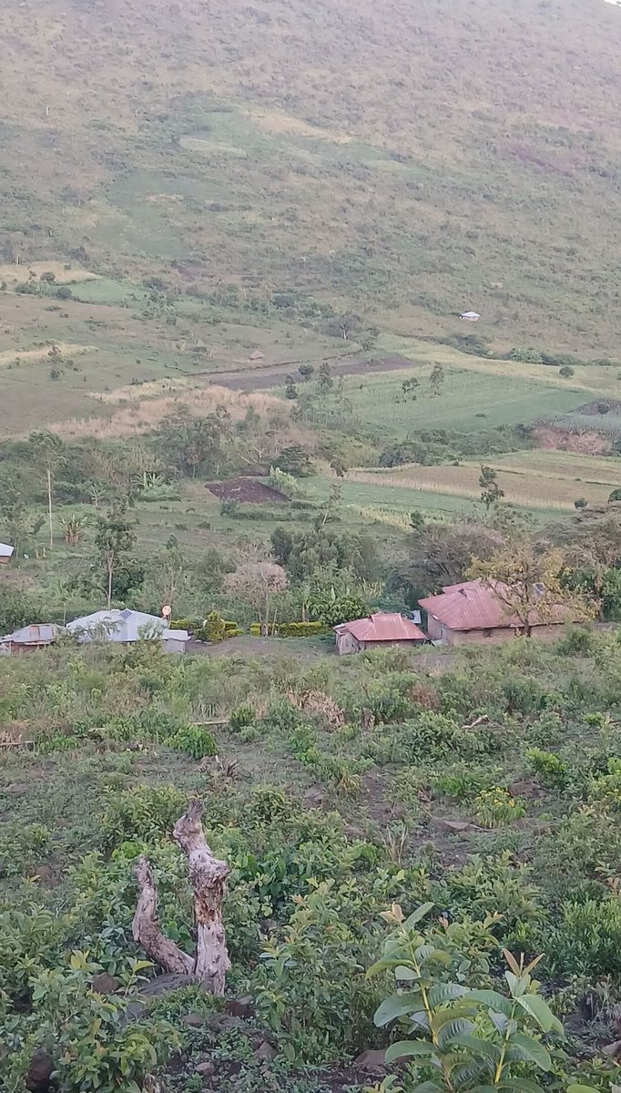 Look at this village,I can get you a Land here, there's no fertilizer to be used during farming, that's my second village,no kienyeji pro max,just original kienyeji,even bns are natural,
Called Green lodges,