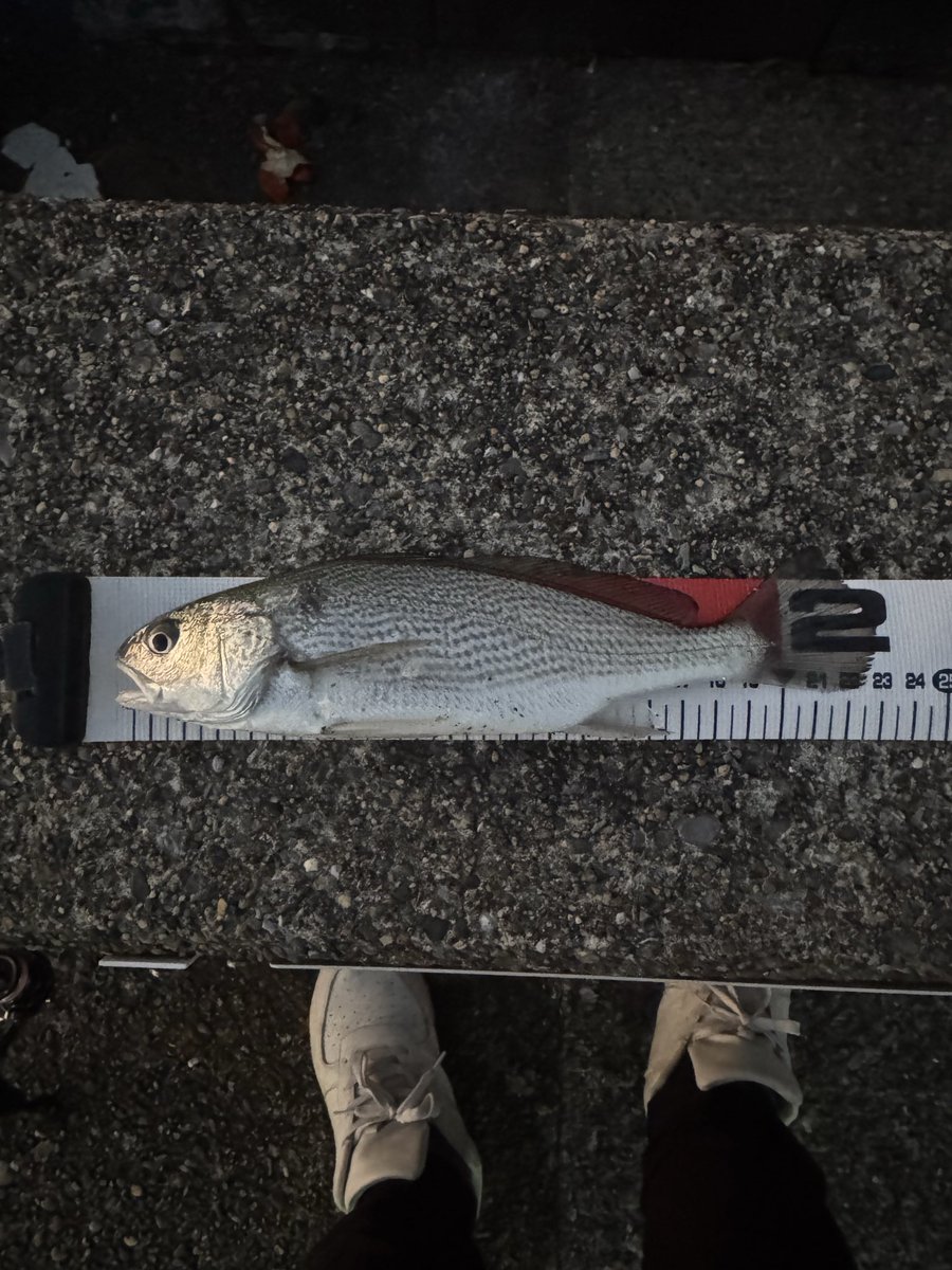 昨日は朝マヅメ1時間だけチャレンジ。
イシモチ2匹で終了。サイズは上がって来たが数が出なかった。