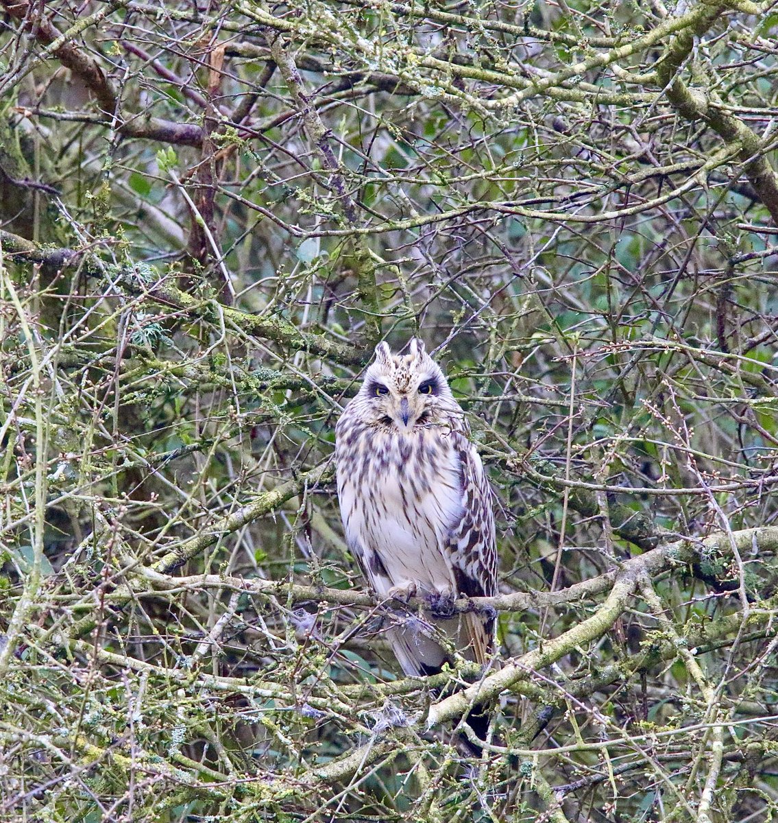 Sheep’s Head Nature tweet media