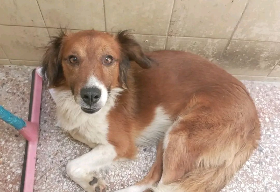 Copio de fb.: Se mudan y no se lo llevan 💔
Me llegó este caso:
Tobi, perrito mediano de 2 años y medio, su familia se muda el próximo miércoles y no lo lleva 😭. Tobi está en busca de un hogar !
Nos dieron tiempo hasta el martes !!
Contacto: 095 456 782 / 094 372 779