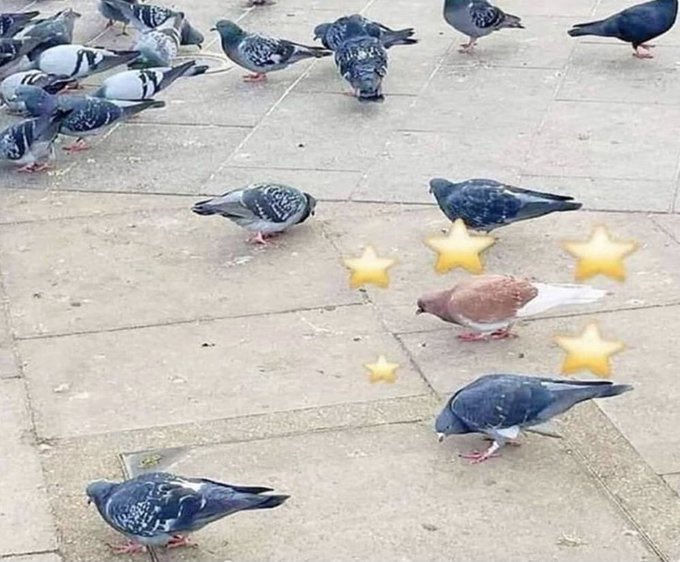 pokemon_twts's tweet image. it’s a shiny