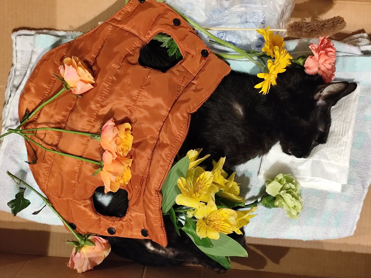 熊猫ぱん🐼💞 tweet media