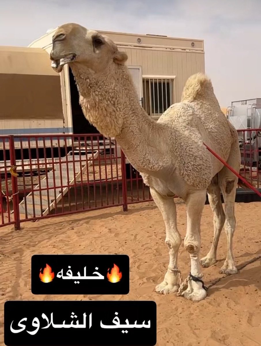 خليفة من فحول مشرقات منقية سيف الشلوي