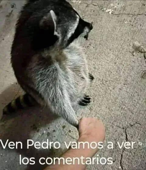 RosaritoXi's tweet image. Las respuestas a Sabrino Ajmechoto no tienen desperdicio