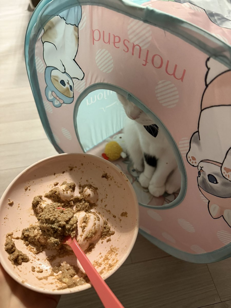 밥투정 고영이 떠먹여주면 먹는다 어이없게