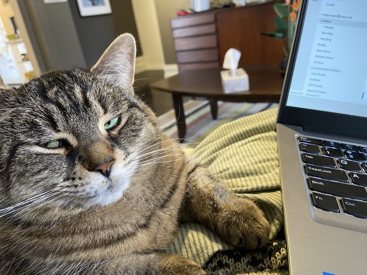 brrmanator's tweet photo. @BCWRkittens Scarlett is very cross when my laptop is on my lap instead of her https://t.co/soqPxDaX0g