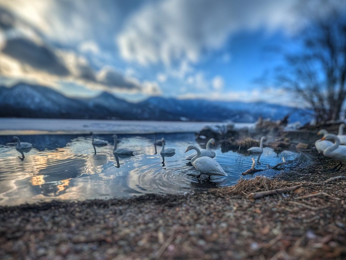 いちめん(成人済み) (@skyblu_ofthesid) on Twitter photo 