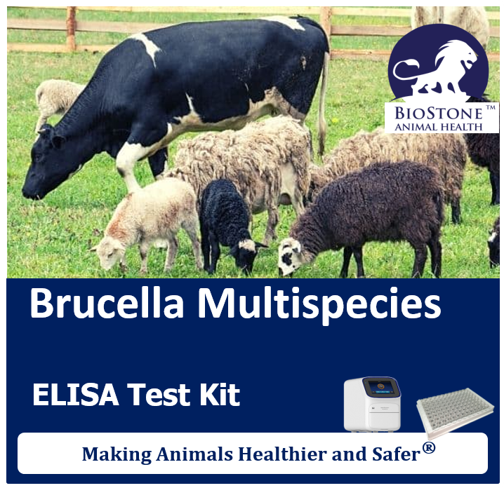 biostoneah's tweet photo. Brucellosis is a worldwide bacterial disease that impacts both livestock and people, with different Brucella species affecting specific animal hosts. Early and accurate surveillance is essential to protect animal health, food safety, and public health.

The AsurDx™ Brucella Multispecies Antibodies cELISA Test Kit is designed to detect antibodies to key Brucella species—including B. abortus, B. melitensis, B. ovis, and B. suis—across multiple animal species such as cattle, sheep, goats, pigs, and horses.

#BioStone #brucella #animalhealth #ELISA

BioStone Animal Health LLC.
For more information, visit our website: https://t.co/oHdb6kEvQ4

Our AsurDx™ ELISA and PCR reagents are simple, fast, sensitive, and cost-effective, making animals healthier and safer.🌍🐄🐖