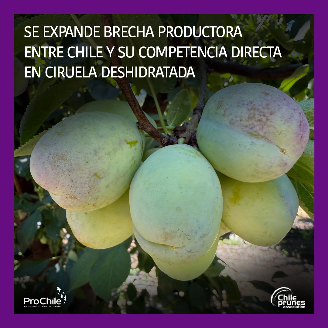 Para ver la noticia completa entra a : chileprunes.cl/2026/01/14/se-….      expociruelassecas.cl. #prunes #chileprunes #expociruelassecas