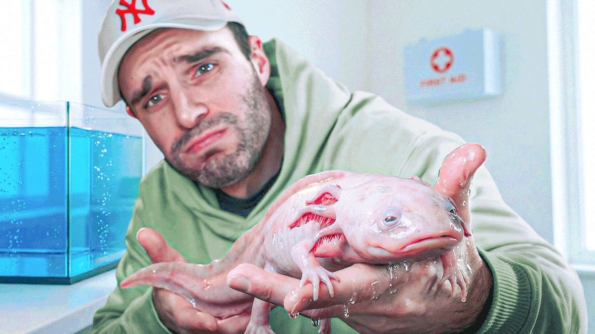 DrNozman's tweet photo. La fin de l'histoire de mon axolotl malade
https://t.co/YETE0BBxrY https://t.co/lj2MFrW10V
