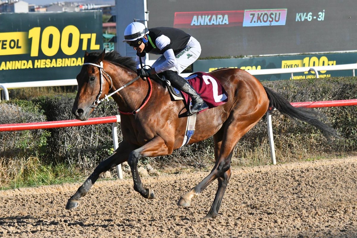 26 Ocak Pazartesi günü Bursa’da koşulacak olan KV-6 koşusunda safkanımız Glitter Wings, Erhan Aktuğ ile start alacaktır.
Öncelikle kazasız, belasız bir yarış olmasını dilerim. 🏇✨
<a href="/duyguseligokhan/">Gökhan Alveroglu</a>