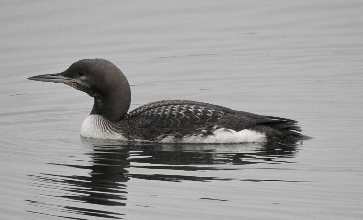 basham6's tweet image. Black-throated Diver Hartlepool Marina