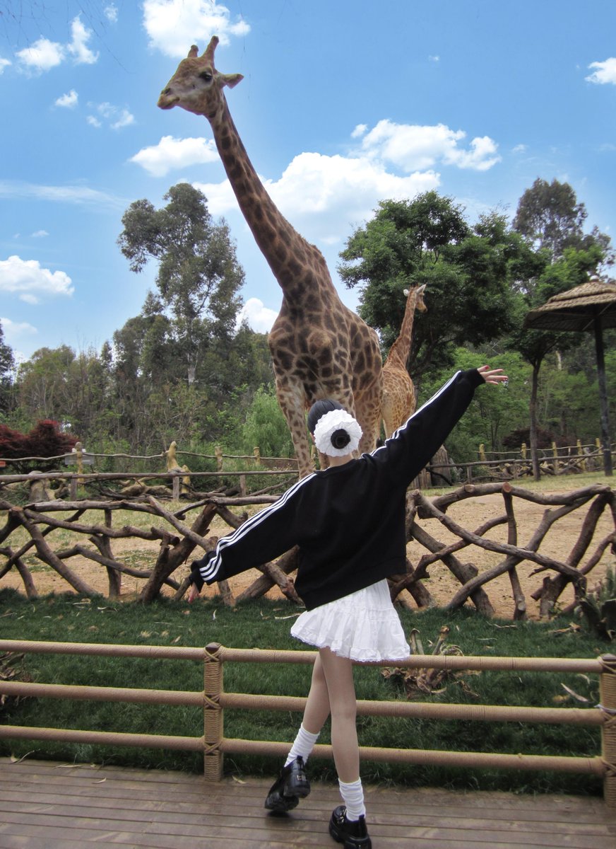 java_sugihadi's tweet image. Wild but wonderful 🦓💖