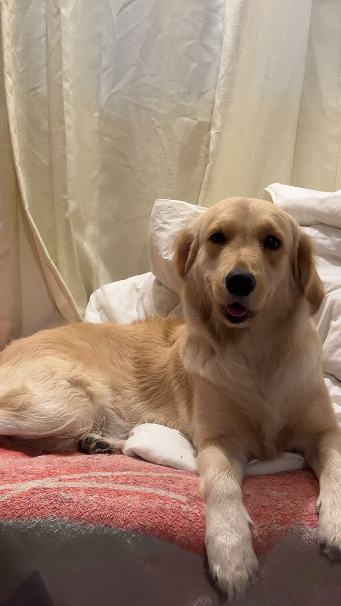 vedhadhadha's tweet photo. made an Instagram for my dog a while back and have finally started posting consistently. who wants to follow this cutie now🤭 https://t.co/GRRzR0rHPx