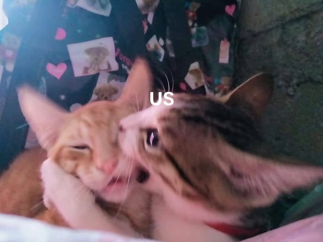 Met ultah our beloved sheyleb semoga habede <a href="/Shentuary/">Sheyy. 🎧</a> 
meta sakit pas ultah emg gacor kata acimoi, lancar besok yah ♡ 

(ni diucapin kan)