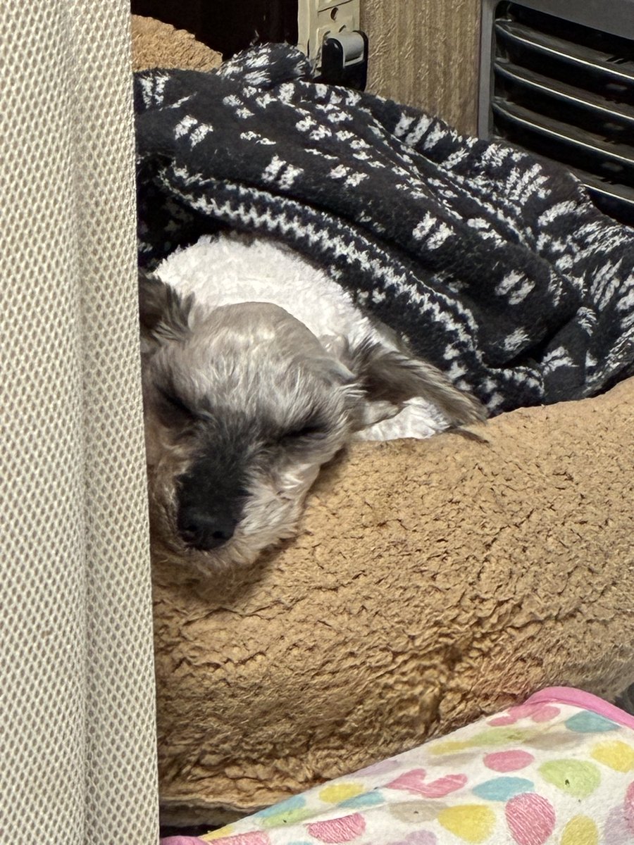 うーさんの生首。この後楽しそうに夢の中で走っていました💨