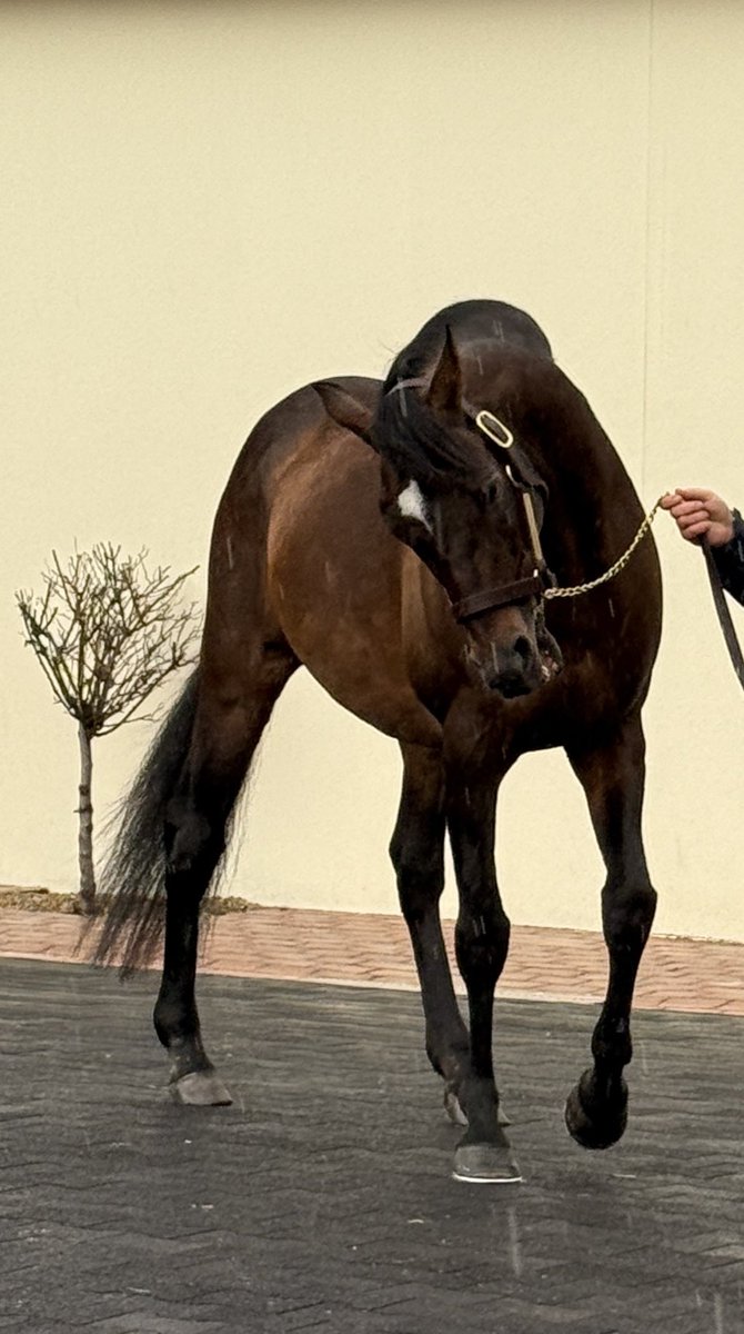 Mel Smith Bloodstock tweet media