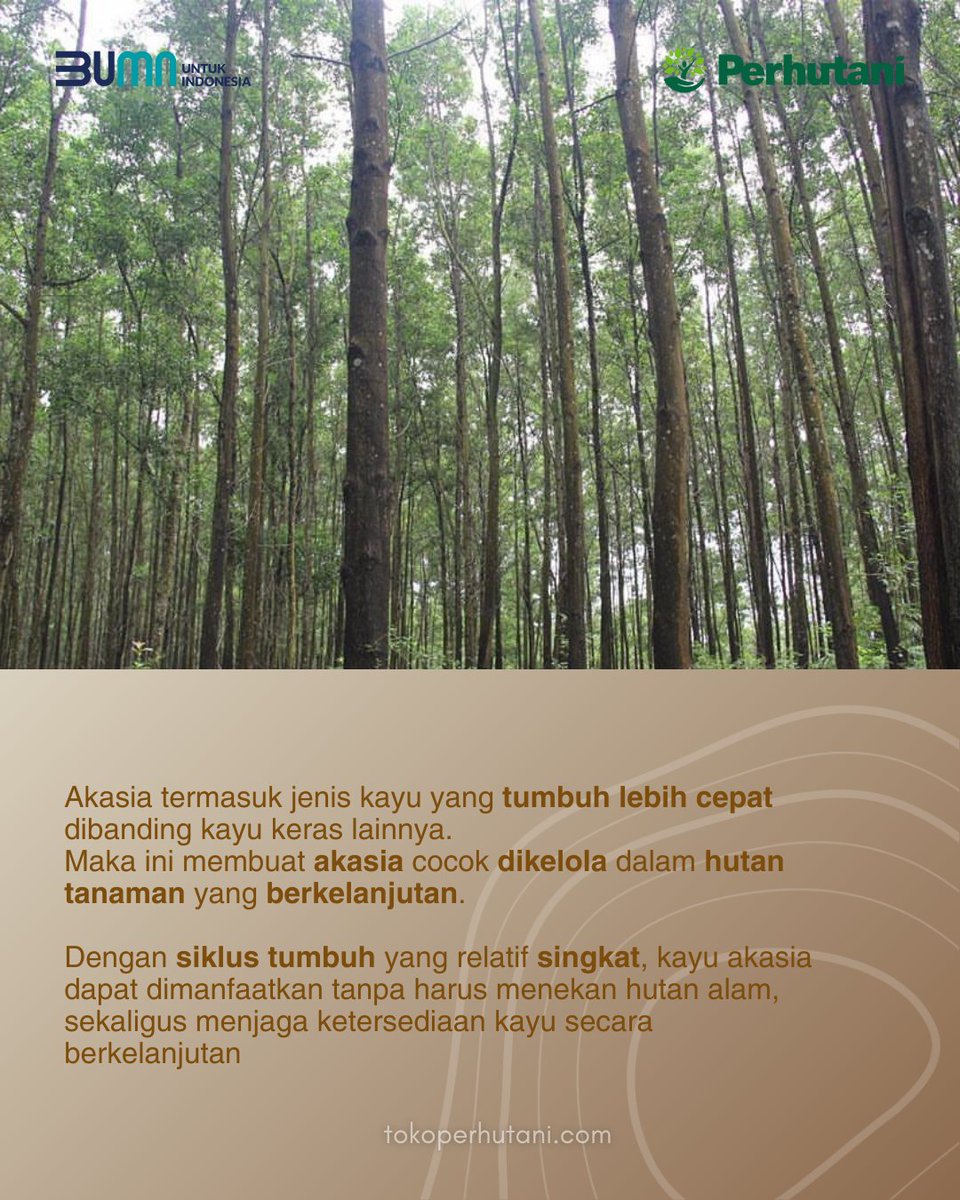 Hello sobat TokoPerhutani,

Kuat namun sangat berarti bagi semua orang, apakah itu?

Pahlawan super?

Bukan, ini tentang kayu Akasia yang bukan hanya sekedar kuat, namun juga menjadi simbol pengelolaan hutan yang berkelanjutan.

Simak thread nya ya!
#perhutani
#BUMNuntukIndonesia