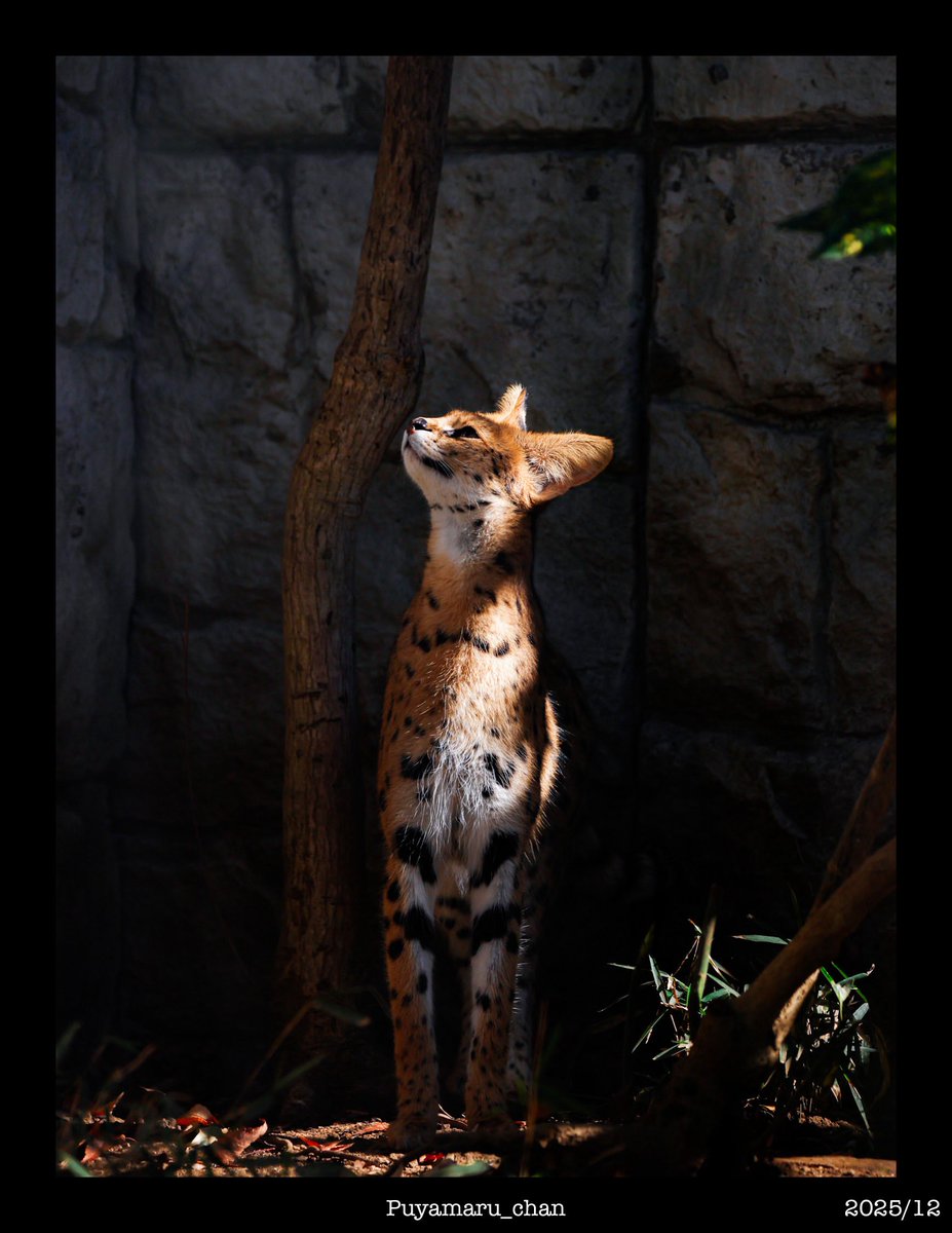 サーバルキャット