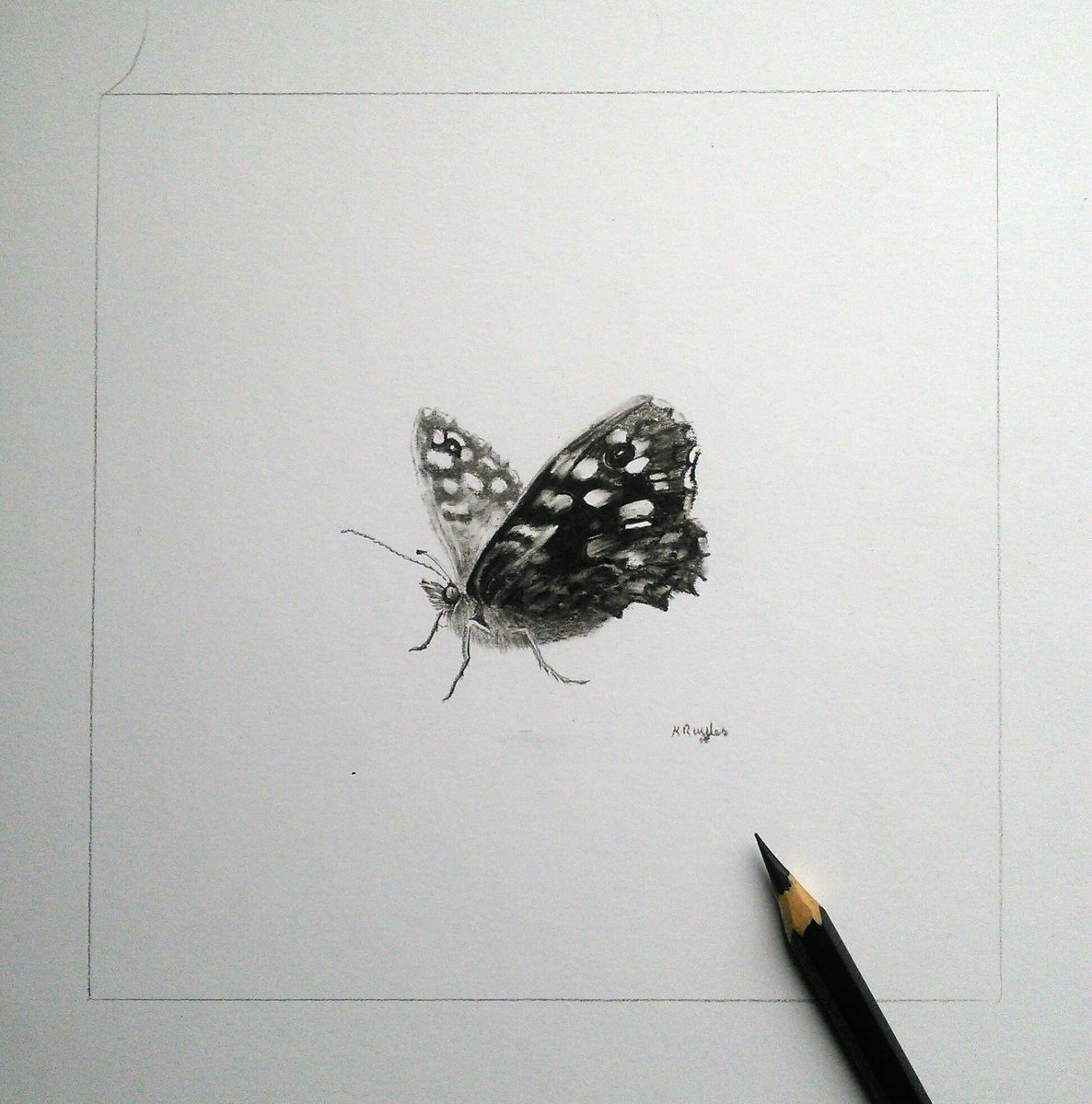 DrawingInDark's tweet image. A different kind of flappy thing on the board over the weekend - part of a new summer series I'm doing for wholesale clients. I'll post proper photos tomorrow but whaddaya think?