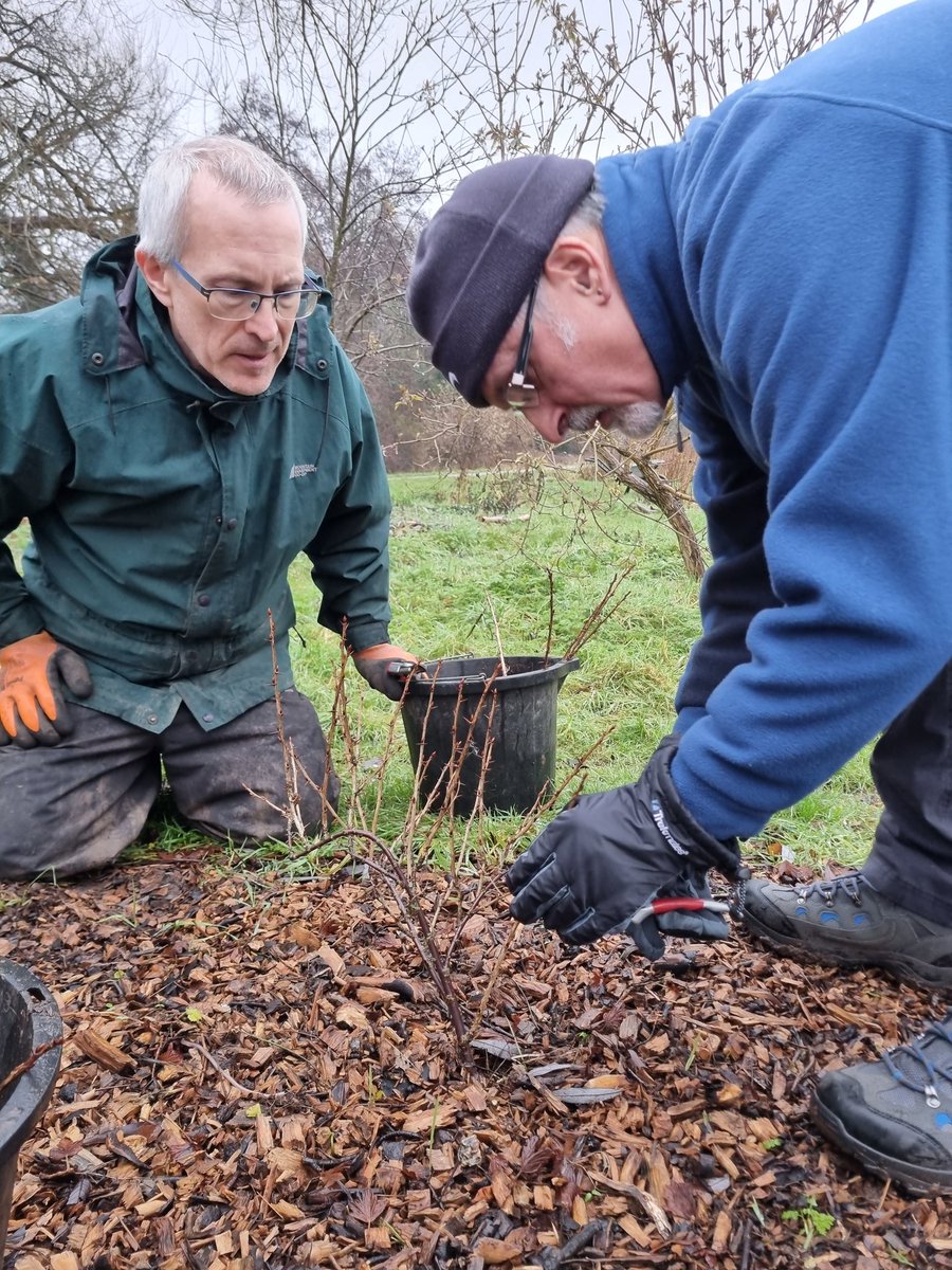 fruitnutvillage's tweet photo. Winding down a little after the excitement of Saturday's #Wassail. At #KingdomForestGarden #Stirchley to #StartTheWeek #Gooseberry pruning... @TNLComFund https://t.co/rRRQabB2yi