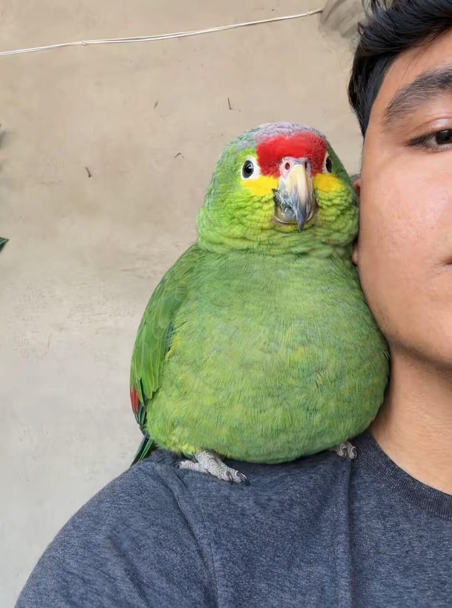 blaugers's tweet image. POV você eh um vilão de filme da disney e esses aqui são seus leais capangas