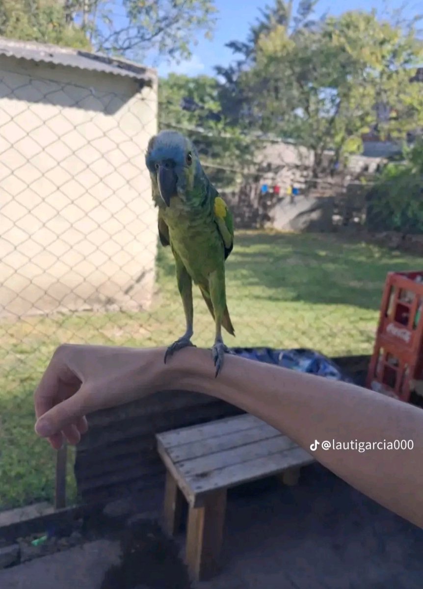 blaugers's tweet image. POV você eh um vilão de filme da disney e esses aqui são seus leais capangas