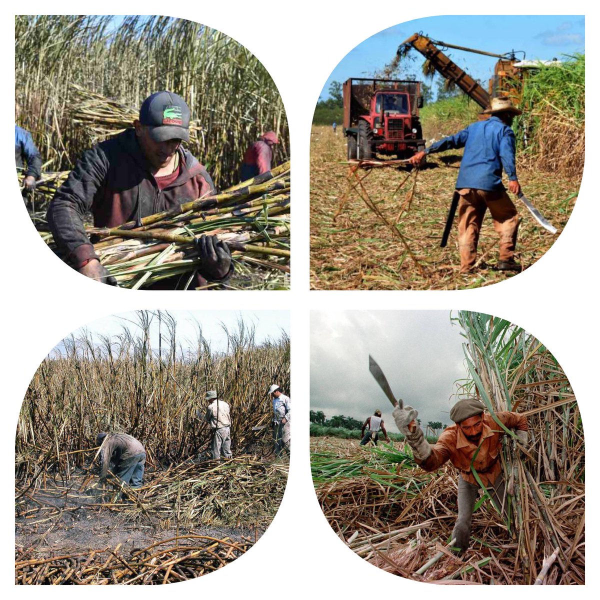 Recordamos hoy, con orgullo a la movilización obrera que defendió y triunfó  la Central Natividad en 1953, cuando los soldados enemigos, con sus armas y su violencia, intentaron arrebatarnos la sede azucarera.
