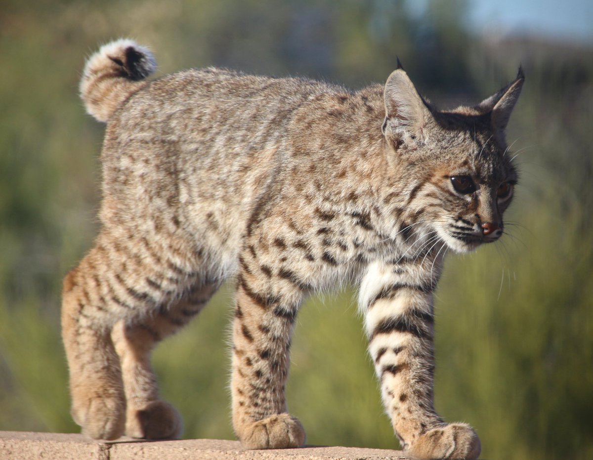 Dr. John Barentine FRAS tweet media