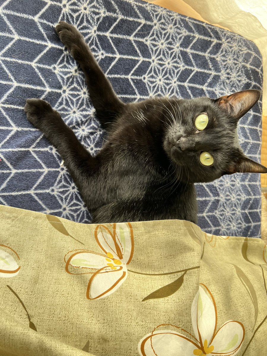 れれもぉぉぉぉぉぉ tweet media