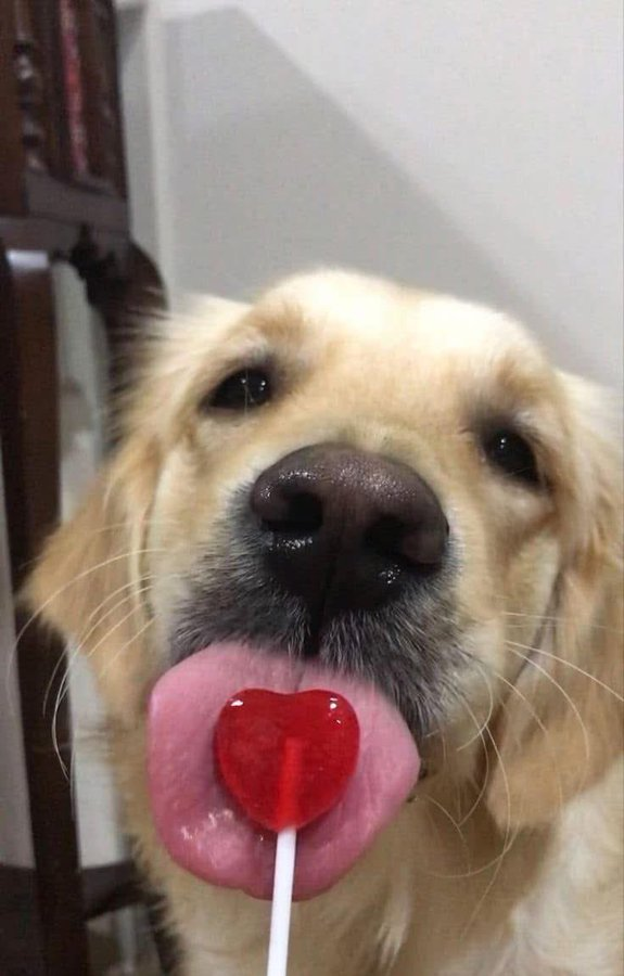 Javisness's tweet photo. Yo el 14 de febrero con la paleta que me di yo mismo https://t.co/cvr6pIXybQ