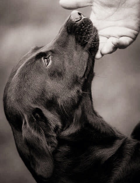 BlueBird tweet media