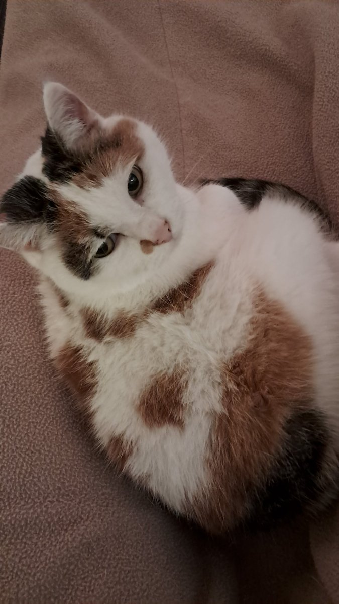 Regina van der Wal tweet media