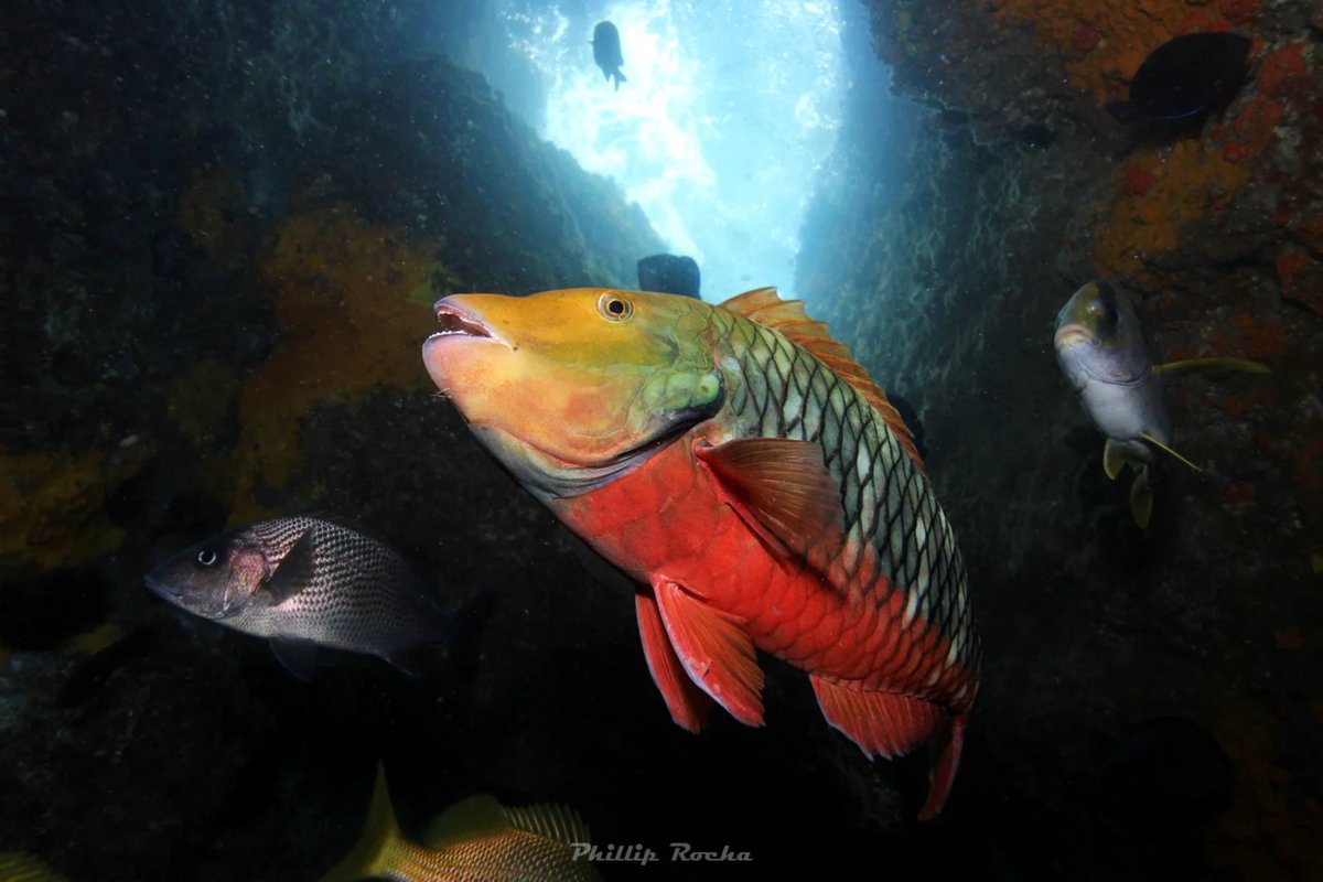 PBudioes's tweet photo. Vejam que belos registros desse Budião-bandeira (_Sparisoma amplum_) do Philip Rocha em Arraial do Cabo!
O Projeto Budiões é desenvolvido pelo Instituto Nautilus em parceria com seis universidades e patrocinado pela @petrobras através do #ProgramaPetrobrasSocioambiental. https://t.co/JVtJYlCp1c