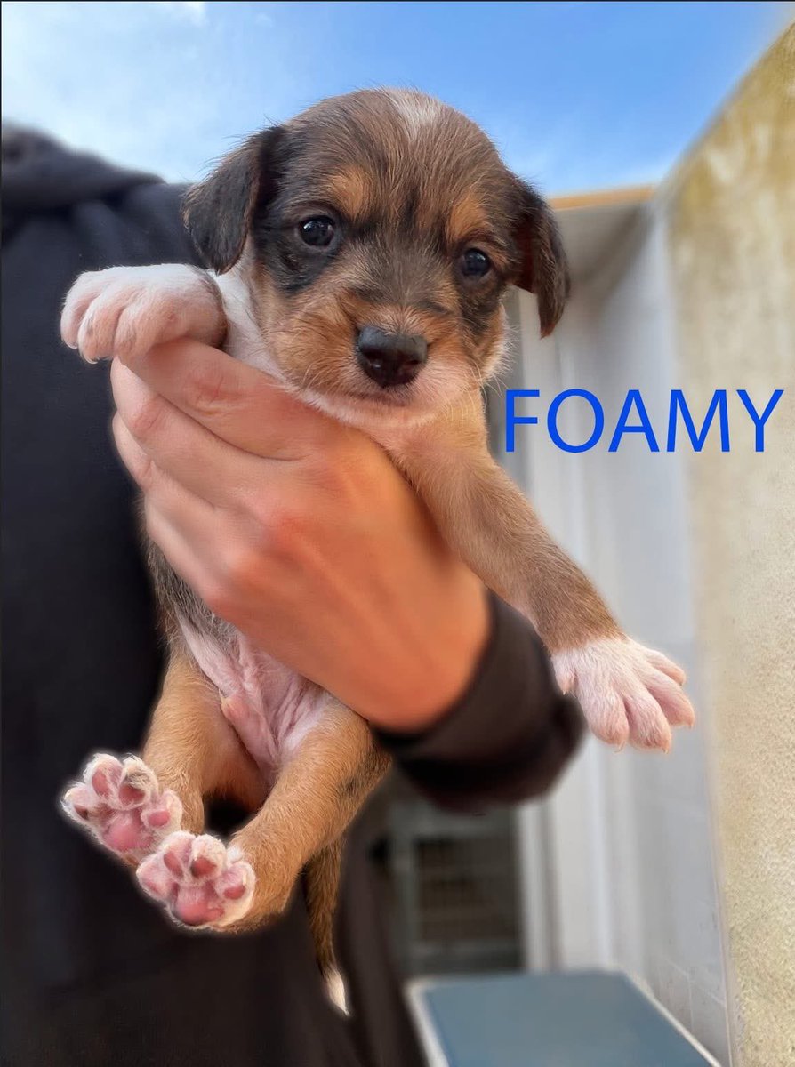 Let’s say it together. Awww 🥰Bubble’s wee boy suds are ready for your inquiries ♥️
How adorable are they? 
galgosdelsol.org/adoptables