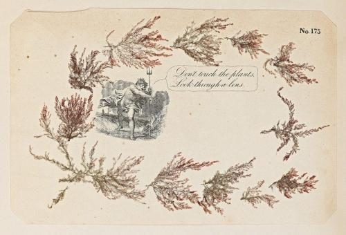 doctorow's tweet image. Sasha Archibald explores the love and longing contained in the pressed and illustrated pages of 19th-century seaweed albums, including “the most ambitious album of all” by Charles F. Durant: publicdomainreview.org/essay/love-and… #seaweed publicdomainreview.tumblr.com/post/806192289…