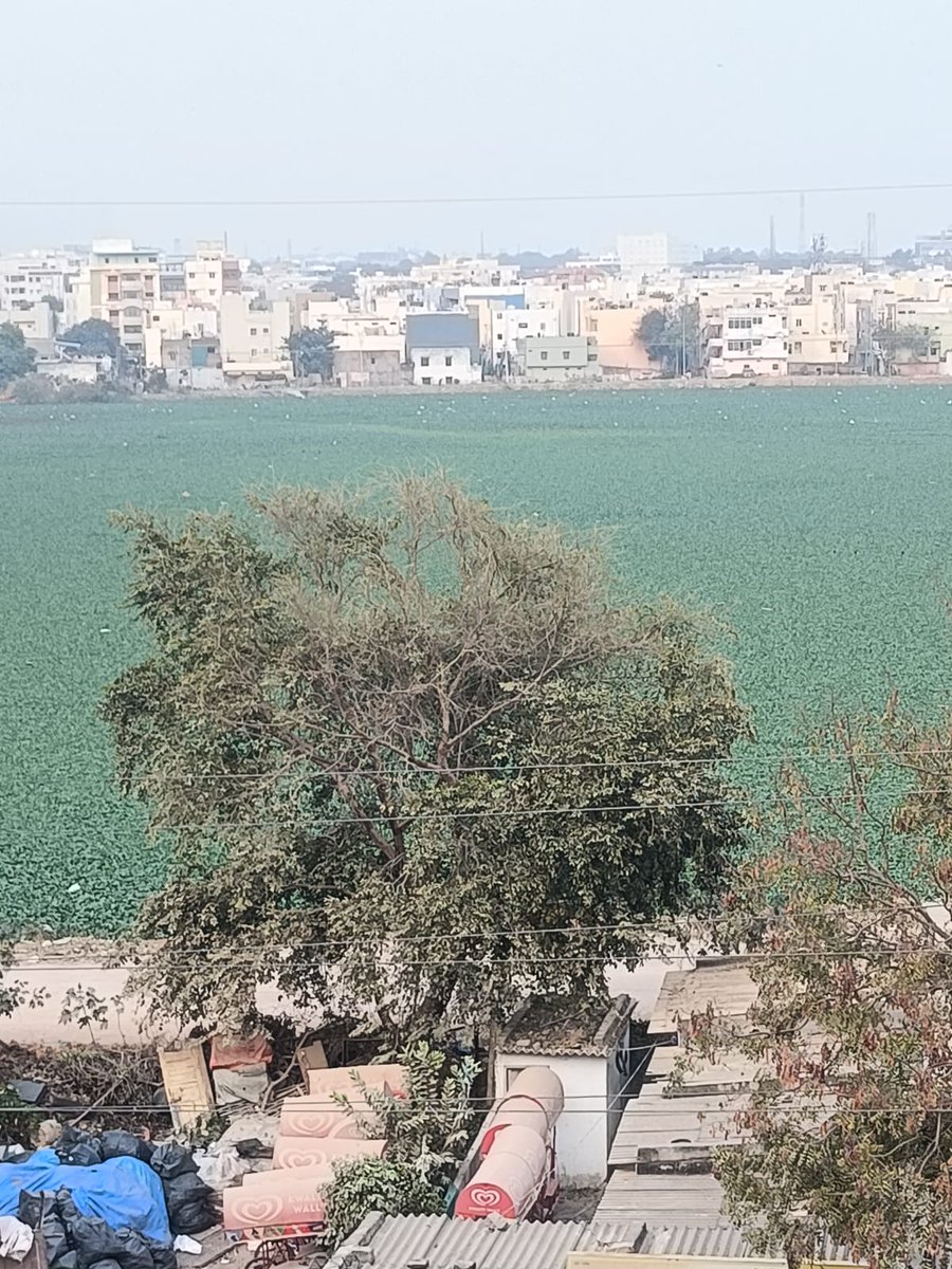 pmsr6's tweet photo. Water hyacinth spreads in pedda cheruvu Nacharam HMT nager lake, mosquito 🦟 menance, breeding, public are facing untolddifficilties sleepless nights, suffering from viral fevers dengue, malaria, High court colony uppal residents, citizens natizens facing poor pathetic conditions https://t.co/ThjLU889VA