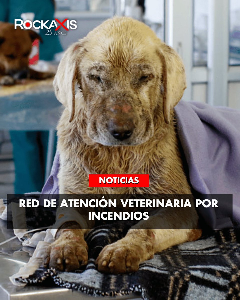 🚨 INFORMACIÓN IMPORTANTE – EMERGENCIA INCENDIOS 2026 🚨🐾

Ante la grave situación que afecta a la Región del Biobío, compartimos el listado de clínicas y hospitales veterinarios que están atendiendo animales afectados por los incendios, con prioridad en casos respiratorios,