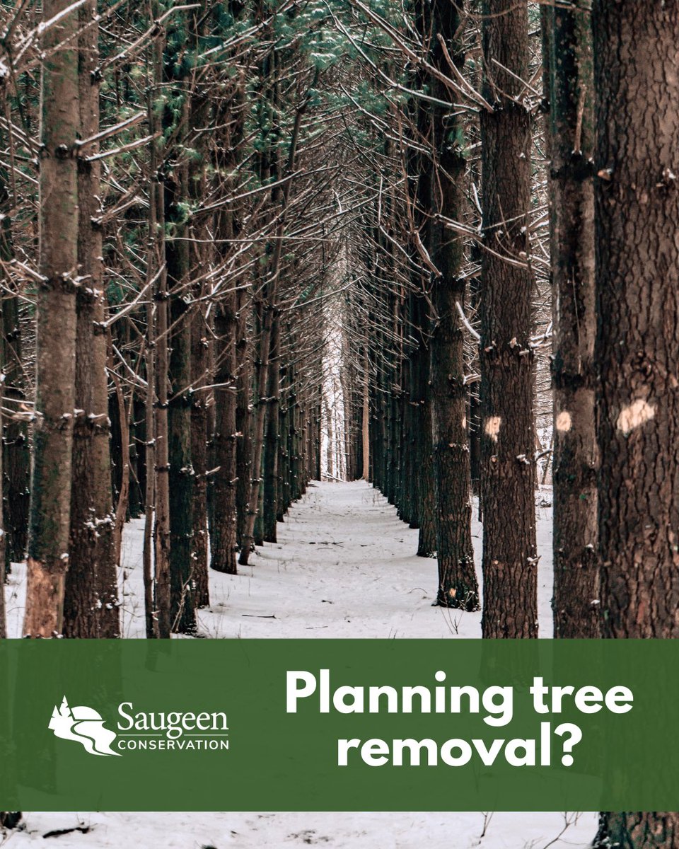 saugeenca's tweet image. DYK? 
Selective tree removal does not require an SVCA permit or review from our office if:
- it doesn't require the use of heavy machinery
- tree is located on your property
- best practices are followed
- check local bylaws

#permit #treecutting #saugeenconservation #didyouknow